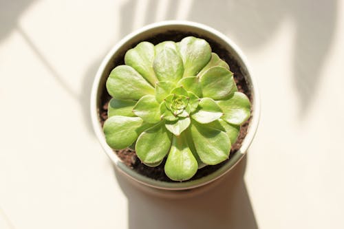 Close-Up Shot of a Succulent 