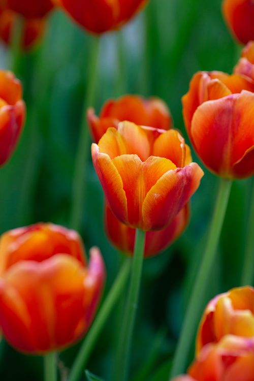 Free Close-up of vibrant orange tulips in bloom showcasing floral beauty. Stock Photo