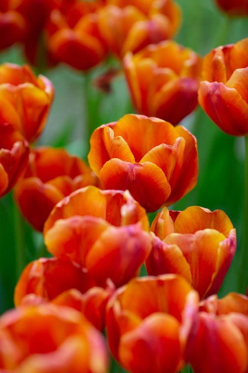 Free Close-up of colorful tulips in a garden during springtime. Stock Photo