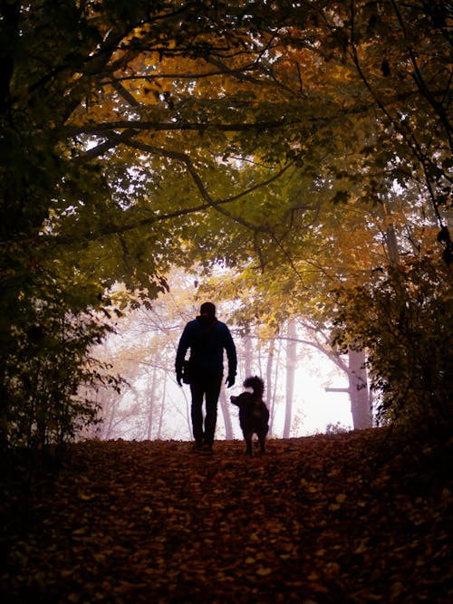 Gratis arkivbilde med gå, grusvei, hund