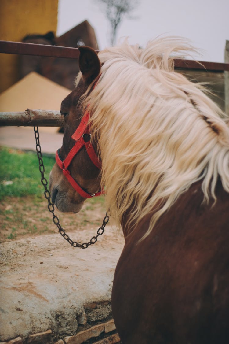A Horse With A Red Bridle
