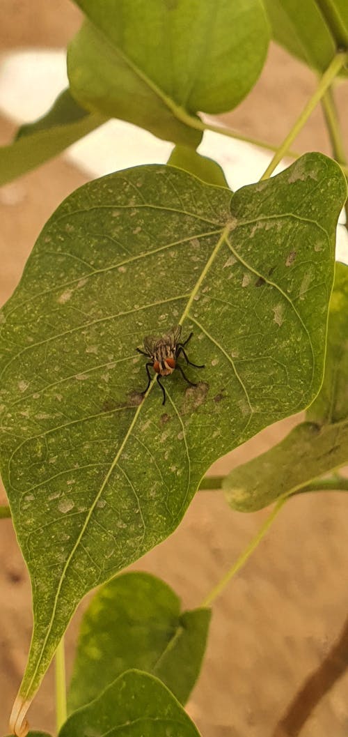 böcek, sinek içeren Ücretsiz stok fotoğraf