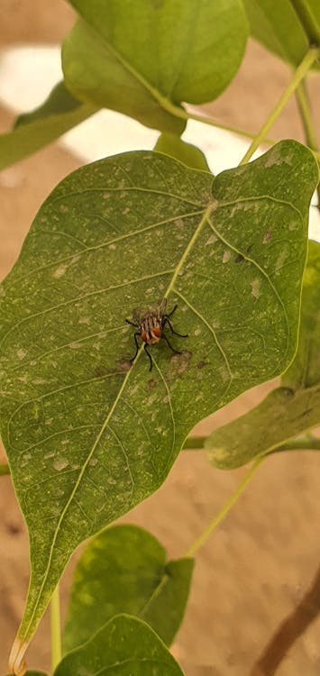 Free stock photo of fly, insect