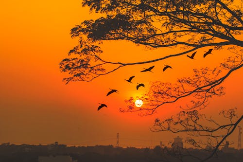 Silhouette of Flying Birds Across the Orange Sky 