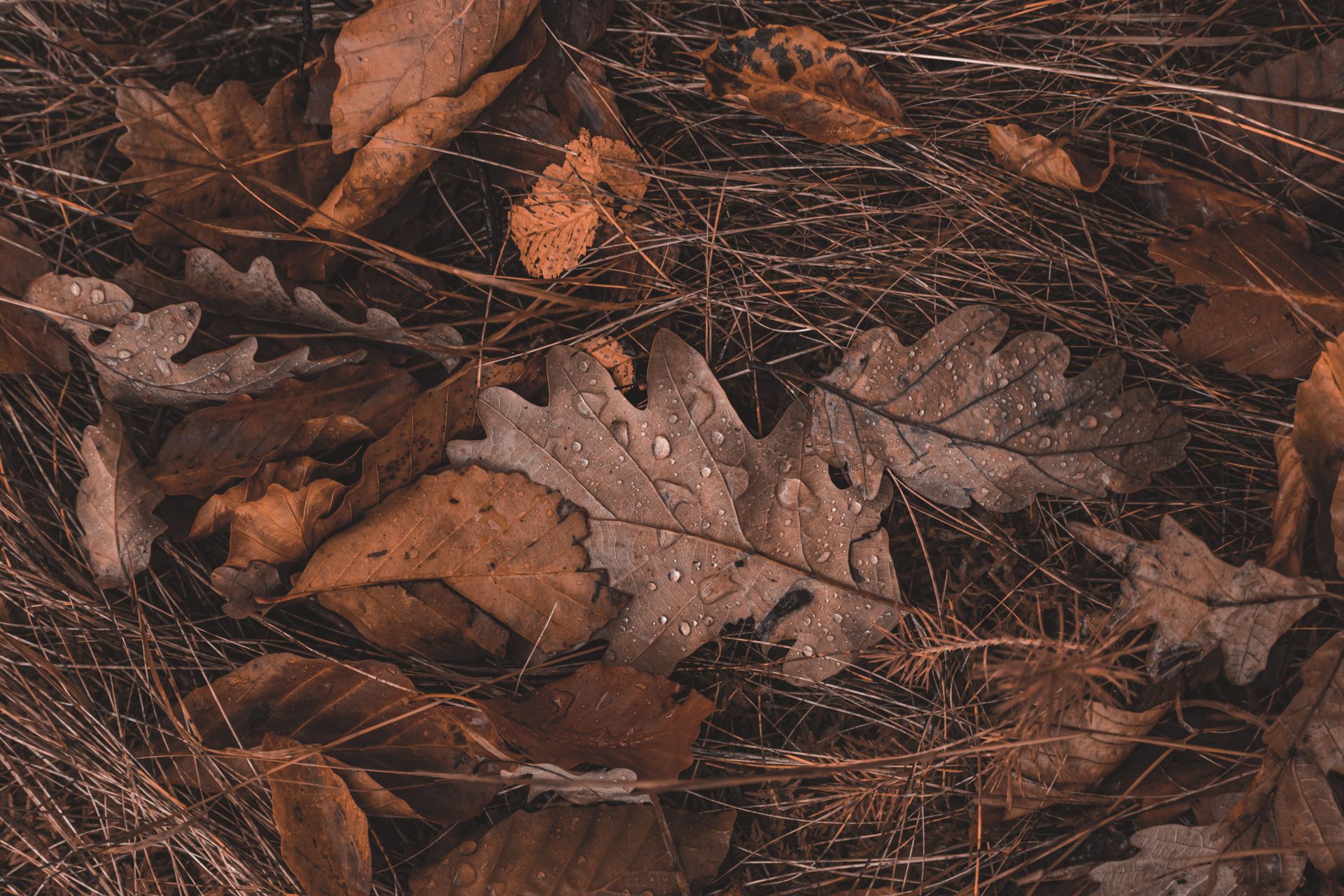 Brown Dried Leaves on Ground