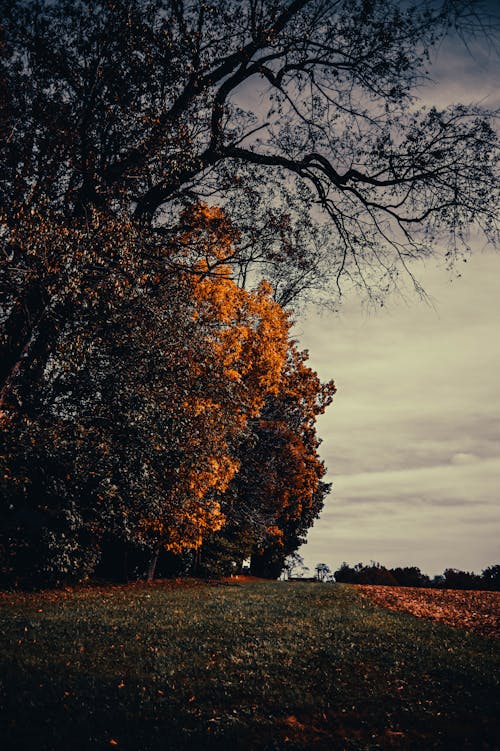 Free stock photo of book cover, fall, tree