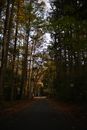 An Empty Road Between Green Trees in the Forest