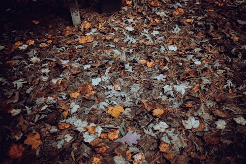 樹葉, 秋葉 的 免費圖庫相片