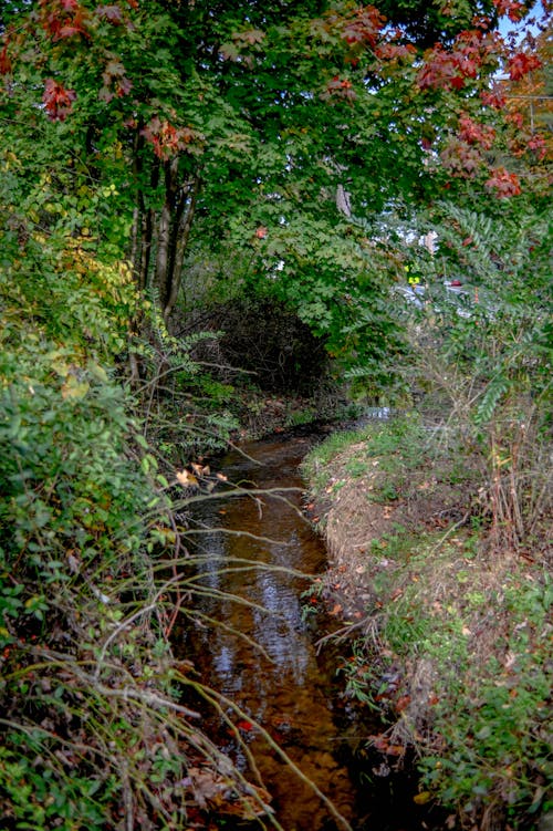 Free stock photo of creek, crik, meadow
