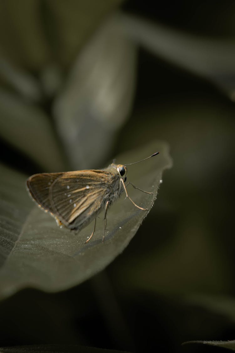 Moth On A Leaf 