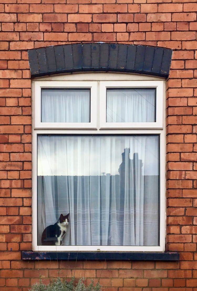 Cat Sitting In A Window 