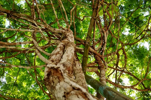 Free stock photo of evergreen, nature