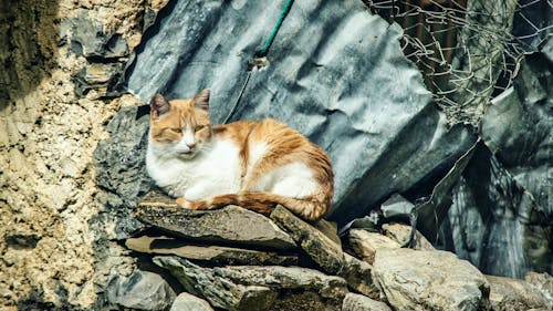Free stock photo of cats, feral cats Stock Photo