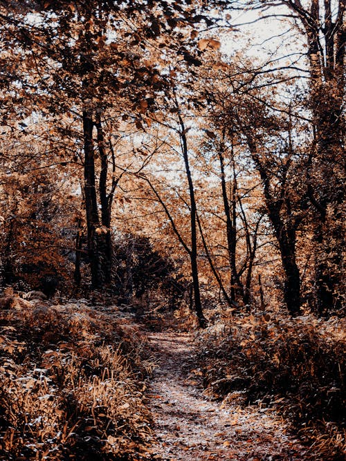 Fotos de stock gratuitas de árbol, belleza en la naturaleza, bosque