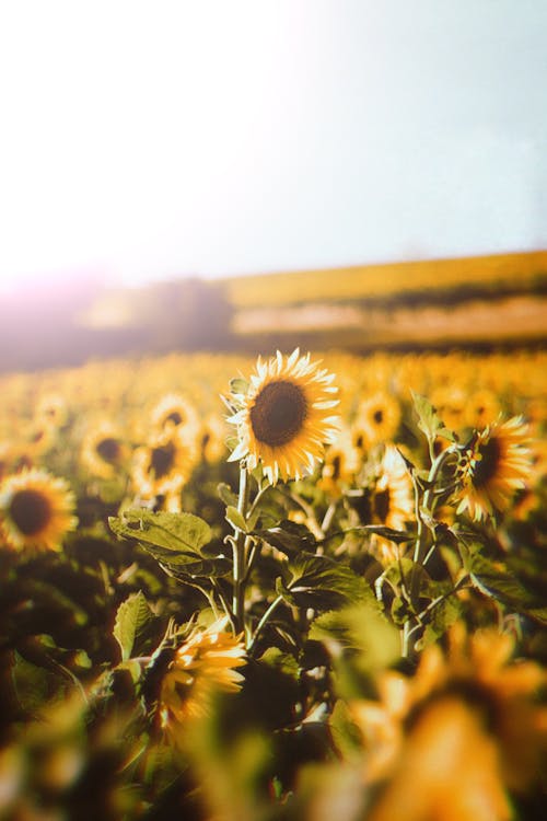 Fotos de stock gratuitas de campo de girasoles, de cerca, flora