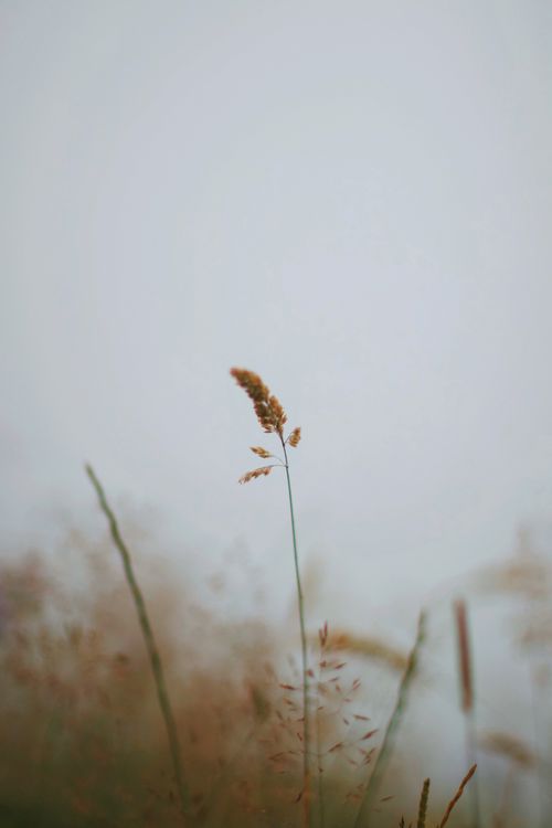 Free Peaceful grass stalk in a misty field with ample copy space, evoking calmness and serenity. Stock Photo