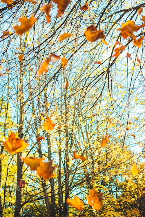 Free stock photo of autumn, branches, colors