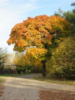 Beautiful autumn countryside with vibrant tree foliage beside a rural road.
