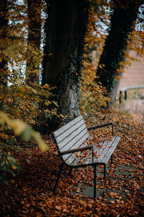 Free A tranquil park bench surrounded by vibrant autumn leaves in a peaceful wooded setting. Stock Photo