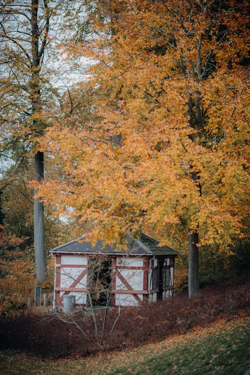 Wooden House Under the Trees 