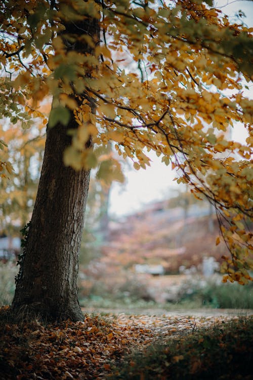 무료 가을, 나무, 수직 쐈어의 무료 스톡 사진