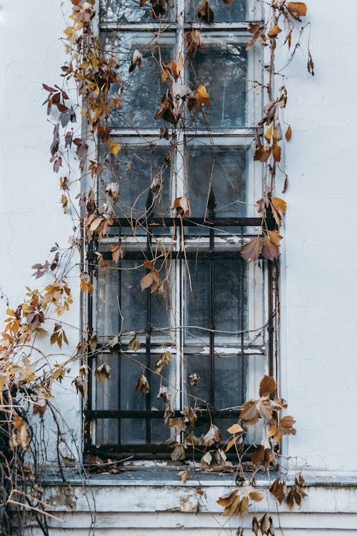 Imagine de stoc gratuită din fereastră, fotografiere verticală, frunze uscate