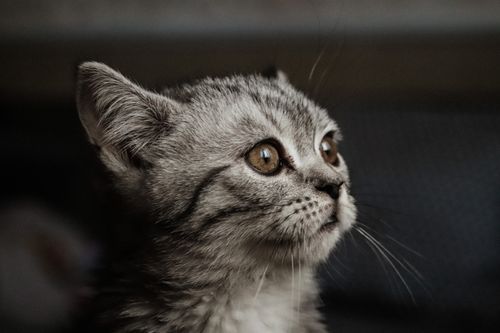 Free Adorable close-up of a grey kitten with intense gaze and visible whiskers. Stock Photo
