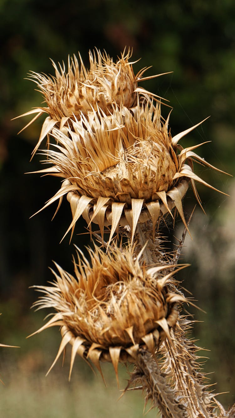 Dried Thistle Flowers In Close-Up Photography