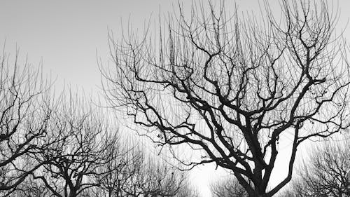 Monochrome Photo of Leafless Tree 