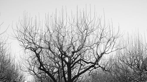 Monochrome Photo of Leafless Tree