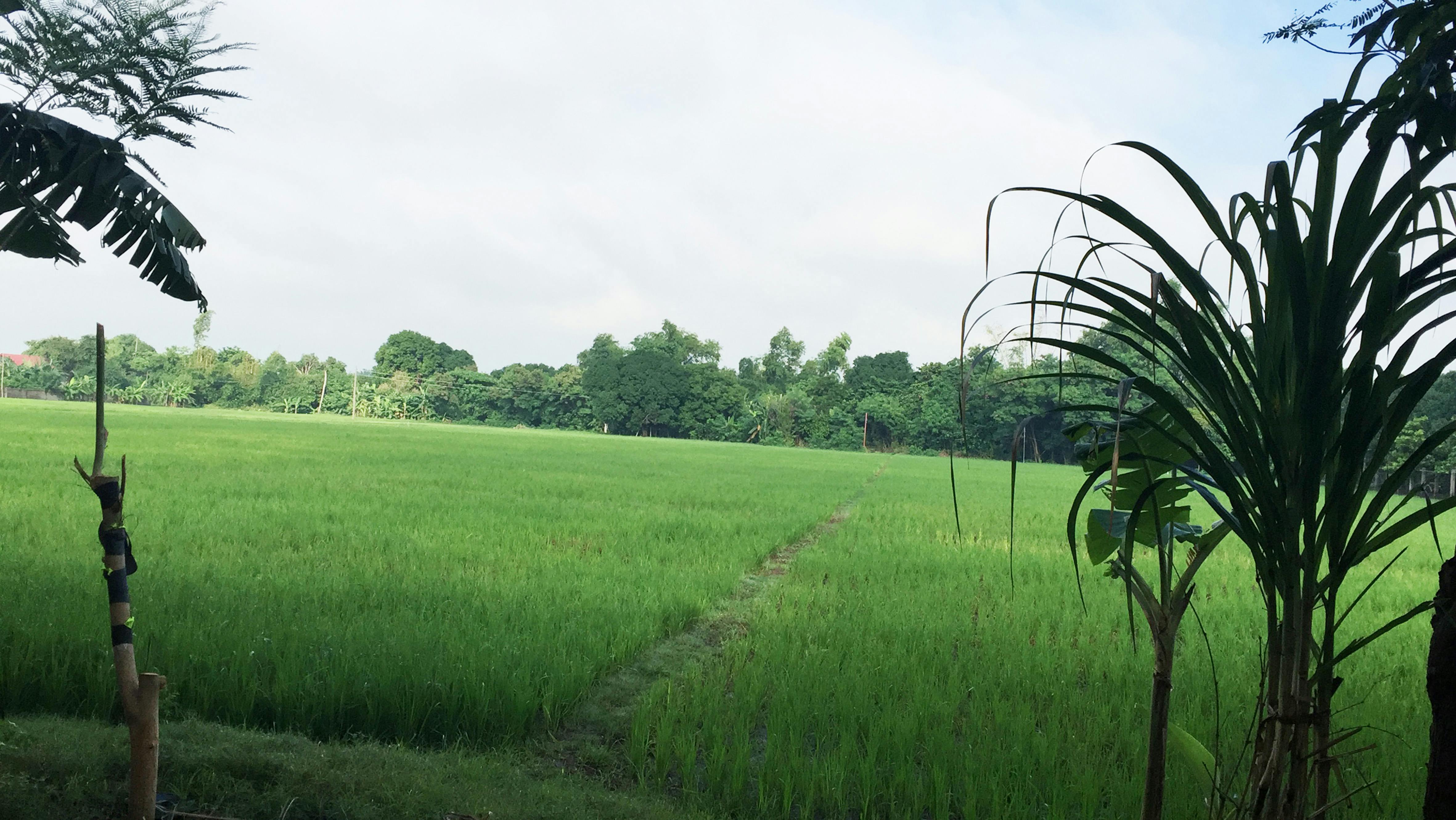 Free stock photo of farm, farming, pangasinan