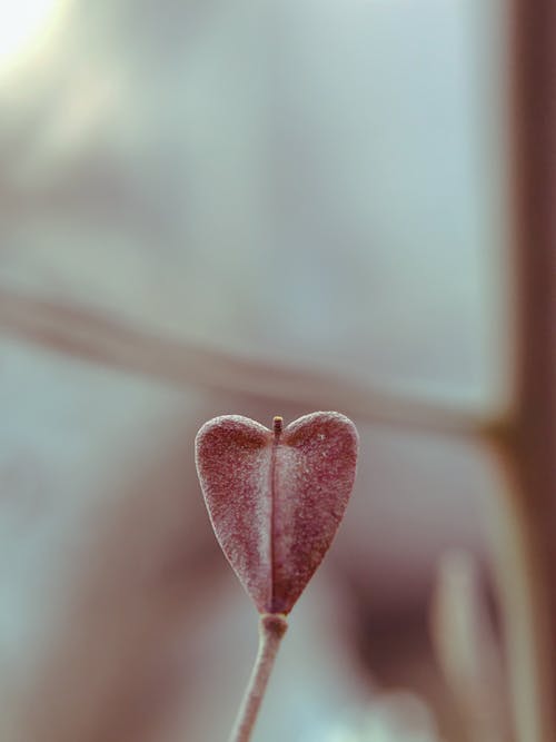 Pink Heart Shaped Leaf in Close Up Photography