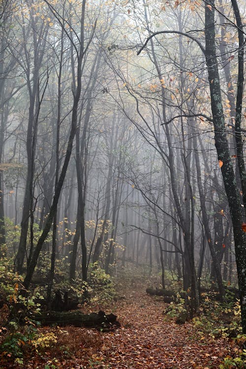 Gratuit Imagine de stoc gratuită din arbori, cale, ceață Fotografie de stoc