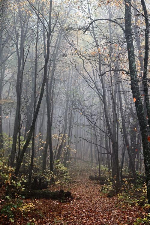 Free A mysterious foggy path through a vibrant autumn forest, capturing the essence of fall. Stock Photo