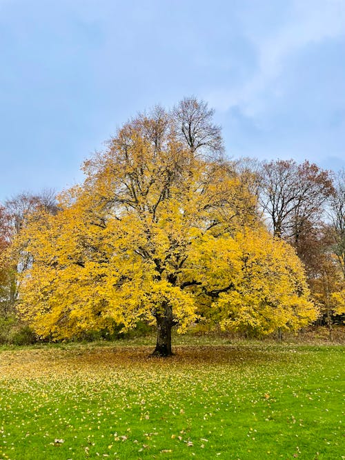 Yellow Trees on Green Grass Field