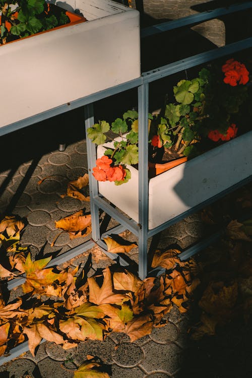 Gratis arkivbilde med blomsterplanter, falne blader, planteboks