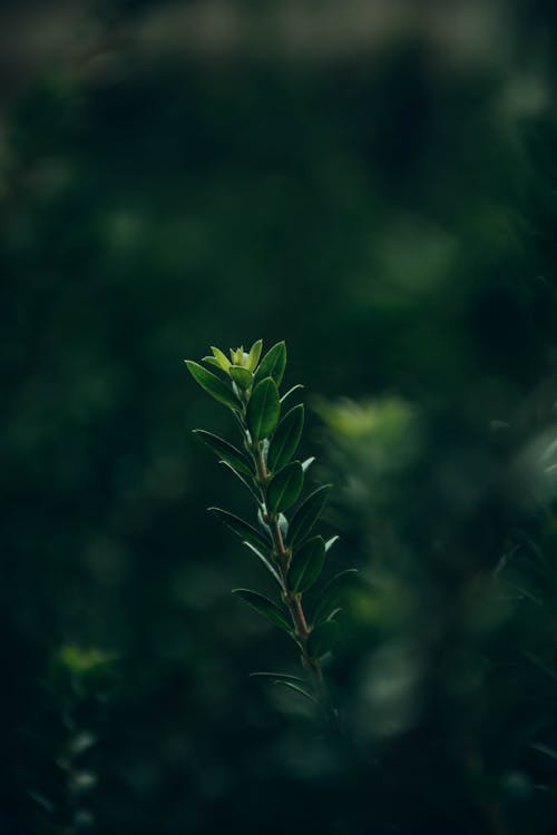 Fotos de stock gratuitas de al aire libre, arbusto, de cerca