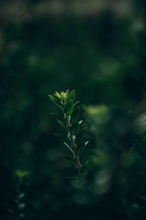 Free Serene close-up of a single green stem with leaves in a blurred outdoor setting. Stock Photo