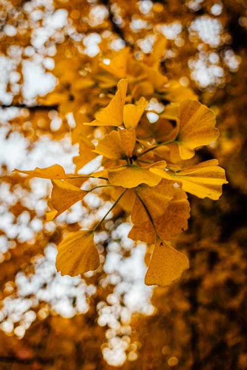 Foto profissional grátis de amarelo, ao ar livre, cores do outono