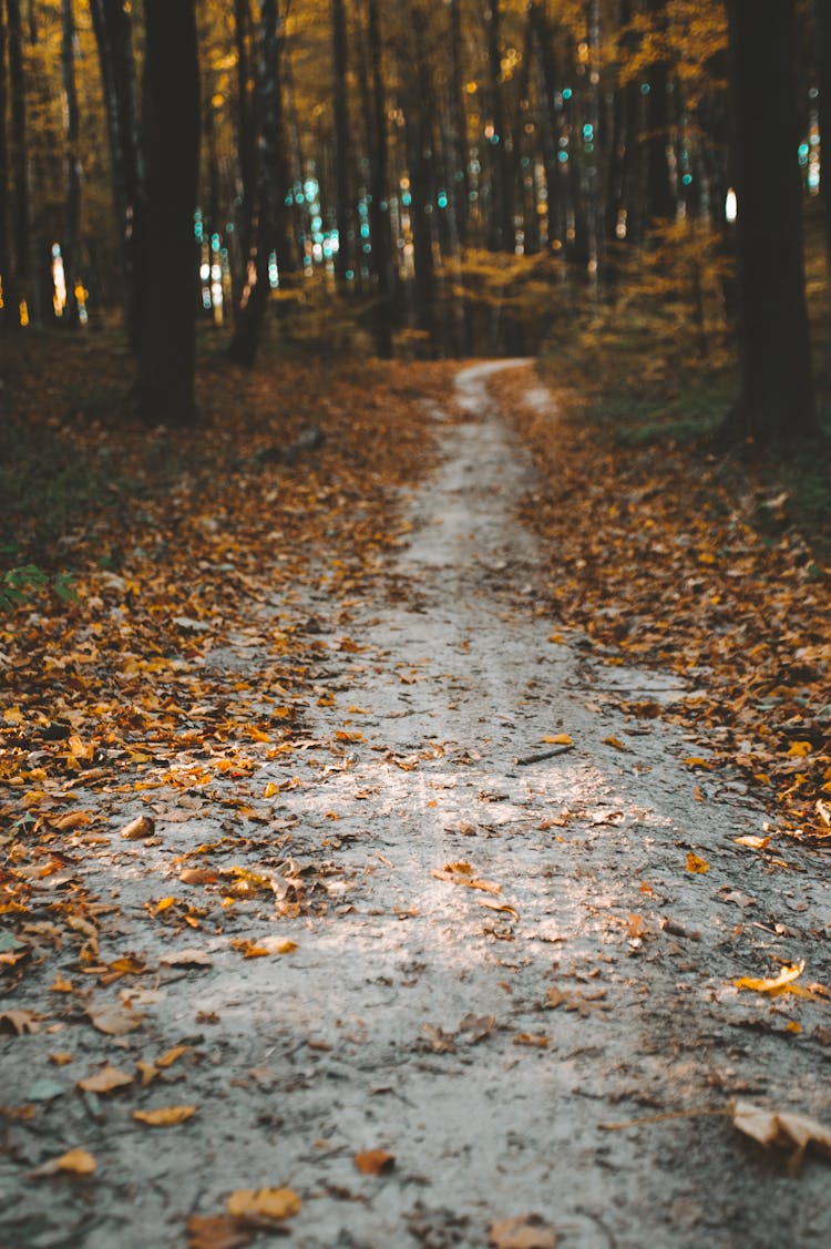 Pathway In Forest In Autumn 