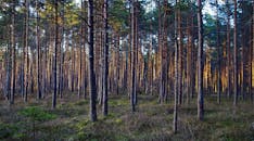 秋天白天，松林稠密，一片宁静