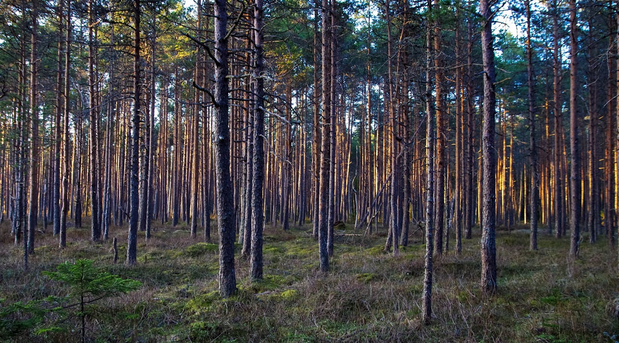 Tall Trees Photo