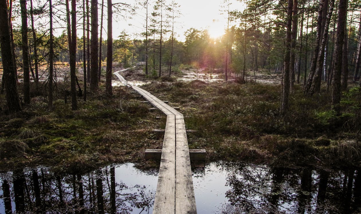 Photo of Boardwalk Between Forest Trees