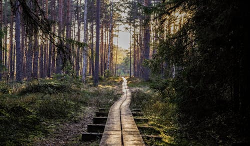 бесплатная Пустая деревянная дорожка в лесу Стоковое фото
