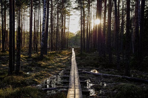 Gratis arkivbilde med bartre, blader, daggry