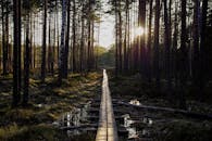 初升的太阳照亮了一条宁静的森林小路，展现了大自然的美丽