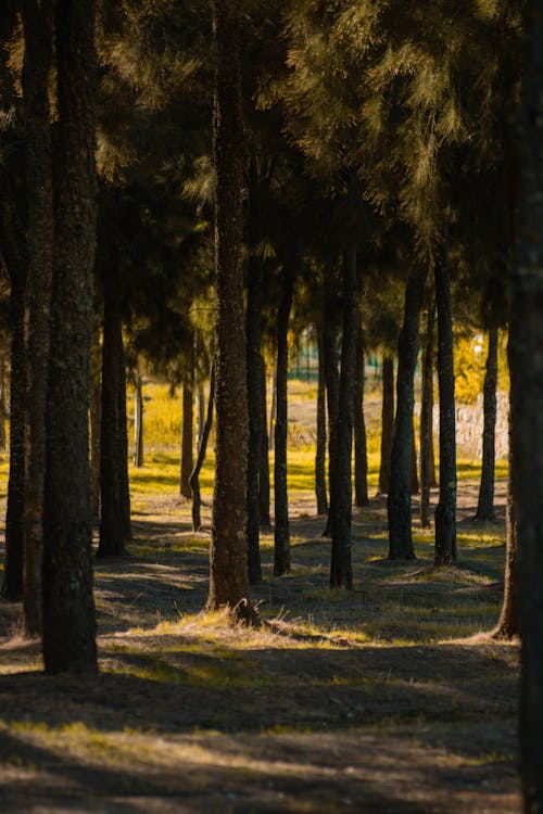 Fotos de stock gratuitas de abetos, arboles, bosque