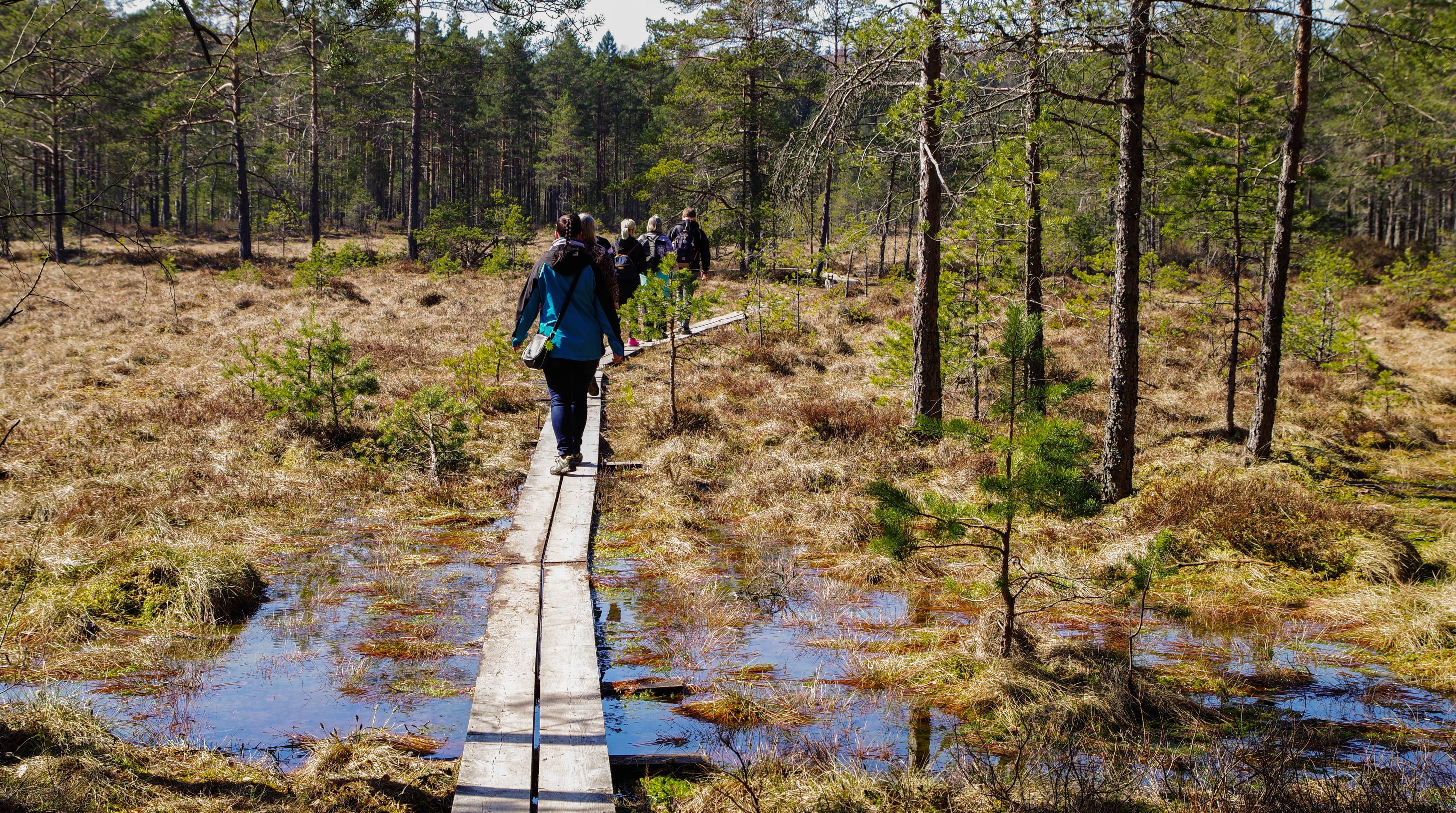 People hiking on a wooden path through a wetland forest during the day.