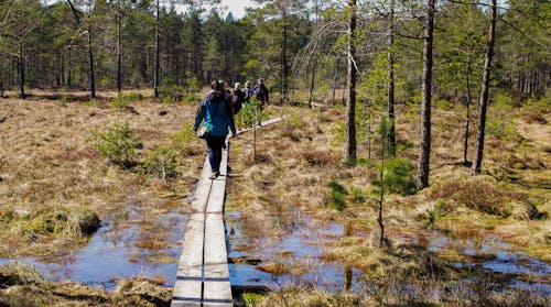 Mensen Lopen In Bruine Houten Planken In Het Bos