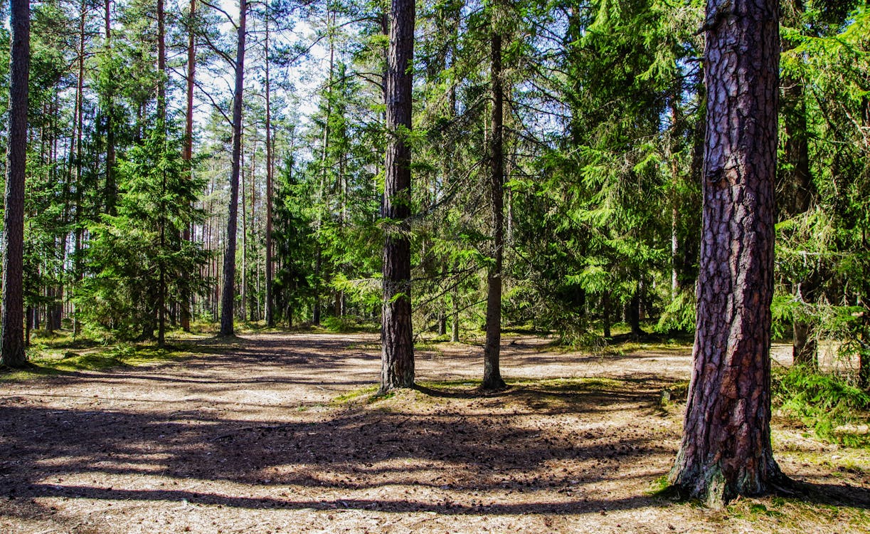 Gratis lagerfoto af 4k-baggrund, blade, dagslys